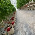 GHWithTomatoes