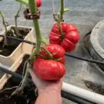 HeirloomTom