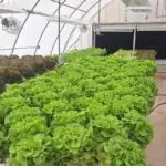 Lush Green Lettuce Growing in Hydroponic System