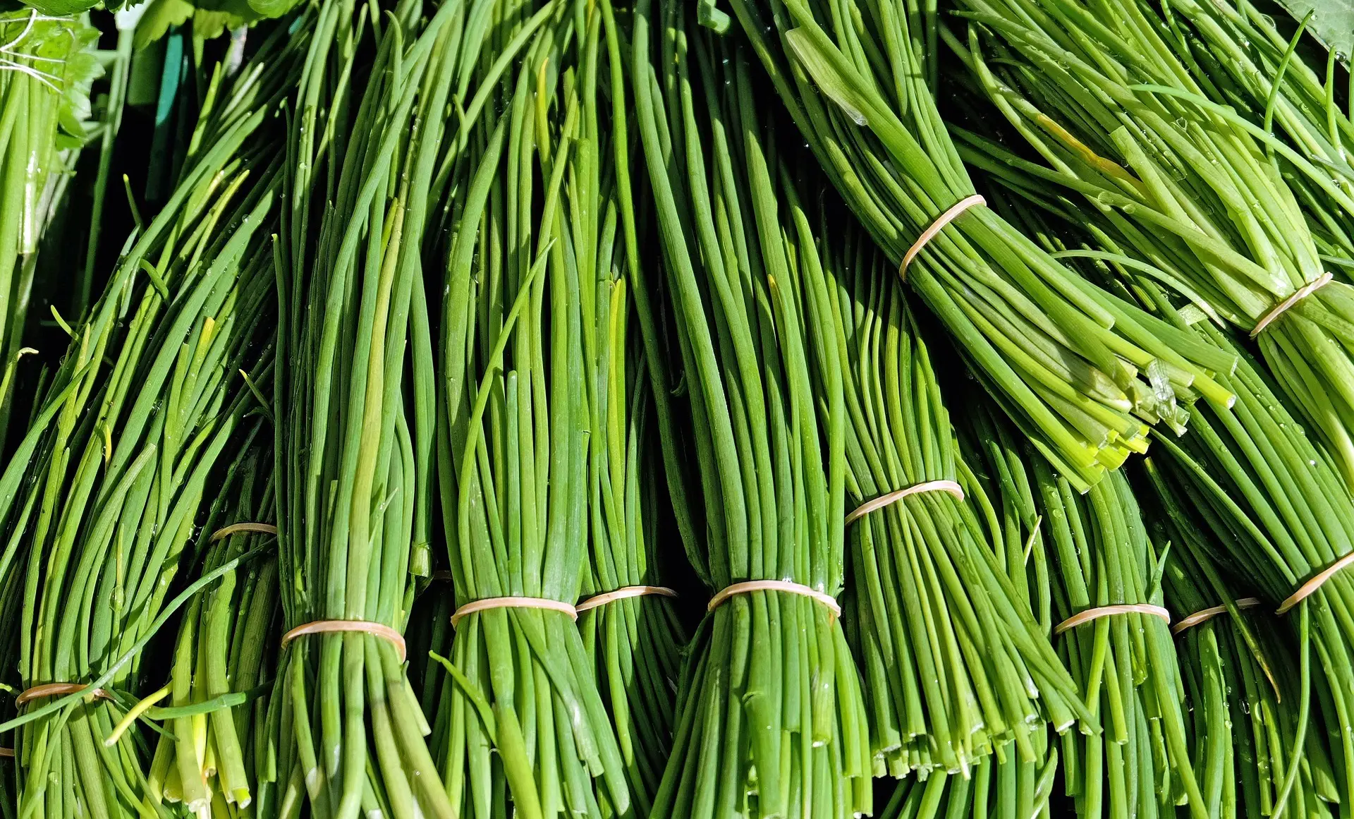 Chives Stock
