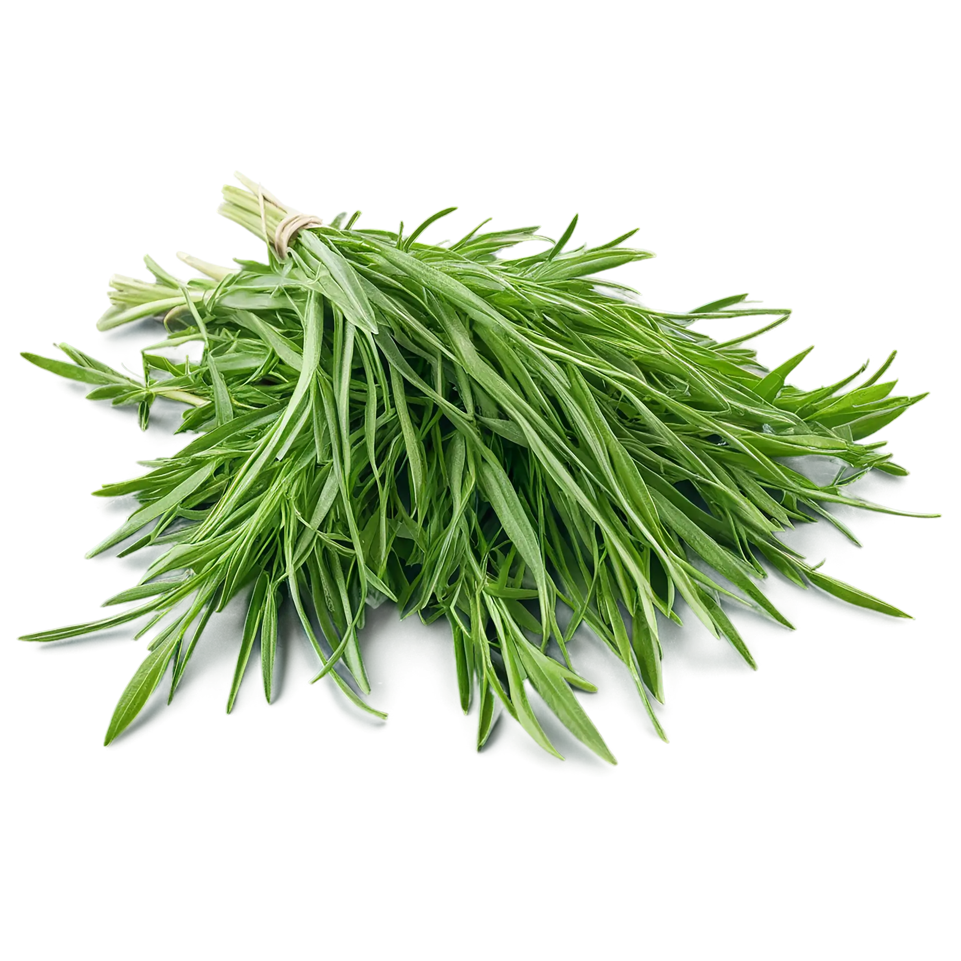Tarragon Stock